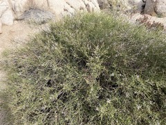 Baccharis sergiloides