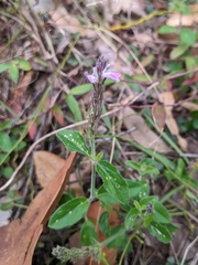 Rostellularia adscendens
