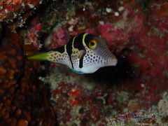 Canthigaster valentini