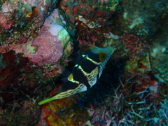 Canthigaster valentini