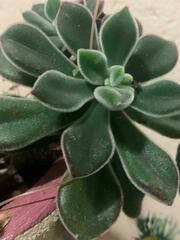 Echeveria