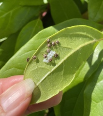 Oncocoris geniculatus
