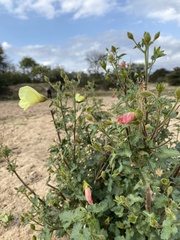 Hibiscus calyphyllus