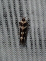 Macrobathra bigerella