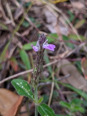 Rostellularia adscendens