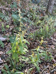 Solidago caesia
