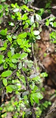 Pittosporum divaricatum