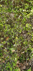 Pittosporum divaricatum