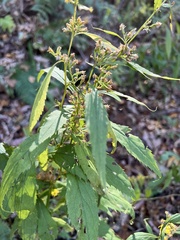 Solidago caesia