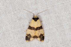 Thallarcha chrysochares