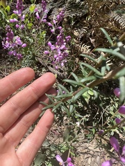 Comesperma retusum