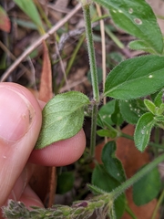 Rostellularia adscendens