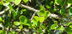 Coprosma wallii