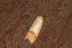 Tachystola stenoptera