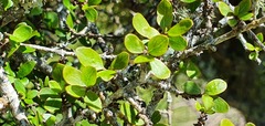 Coprosma wallii