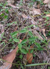 Rostellularia adscendens