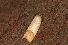 Tachystola stenoptera
