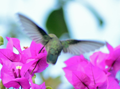 Cynanthus latirostris