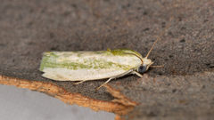Earias huegeliana