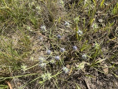 Eryngium ovinum