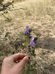 Dyschoriste rogersii