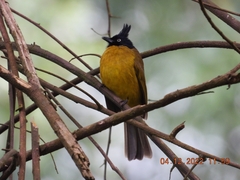 Rubigula flaviventris