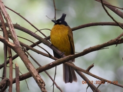 Rubigula flaviventris