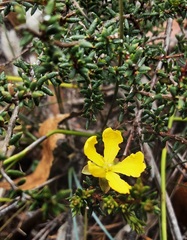 Hibbertia ericifolia
