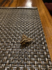 Sphingomorpha chlorea