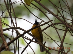 Rubigula flaviventris