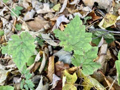 Tiarella