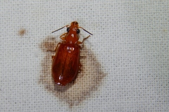 Parena ferruginea