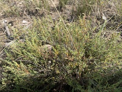 Pimelea spinescens spinescens