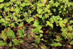 Grevillea singuliflora