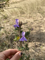 Dyschoriste rogersii