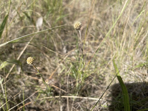 Pycnosorus chrysanthus, photograph 3