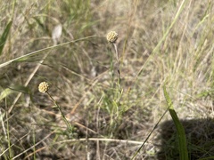 Pycnosorus chrysanthus