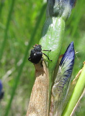 Mononychus punctumalbum