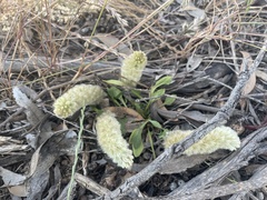 Ptilotus spathulatus