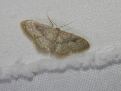 Scopula spoliata