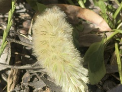 Ptilotus spathulatus