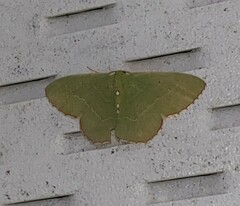 Nemoria lixaria