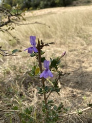 Dyschoriste rogersii