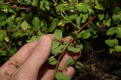 Grevillea singuliflora