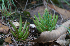 Orostachys
