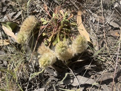 Ptilotus spathulatus