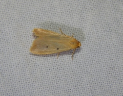 Mimasura tripunctoides