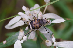 Lasiotrichius succinctus