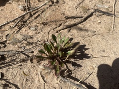 Ptilotus spathulatus