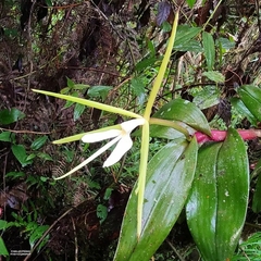 Epidendrum nocturnum